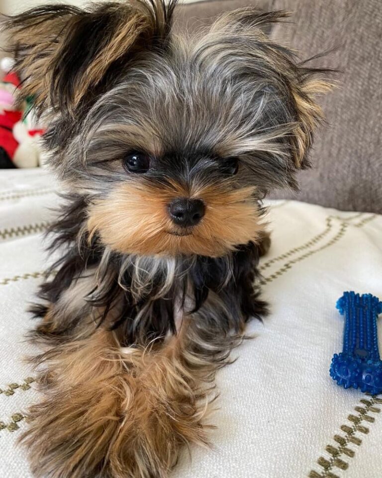 Derine Teacup Yorkie Breeders Teacup Yorkie Puppies For Sale