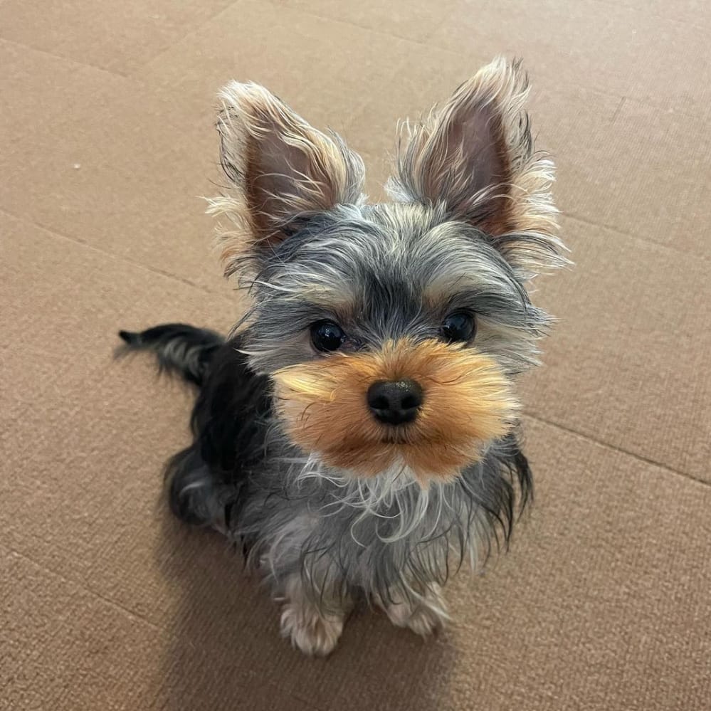 Derine Teacup Yorkie Breeders Teacup Yorkie Puppies For Sale